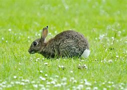 Image result for American Rabbit Colors