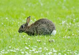 Image result for Rabbit Like. Animal