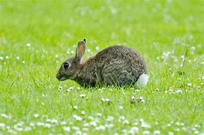 Image result for Spring Rabbit