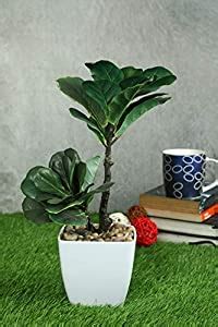 Buy PolliNation Exotic Small Size Rubber Green Bonsai with White Fibre ...