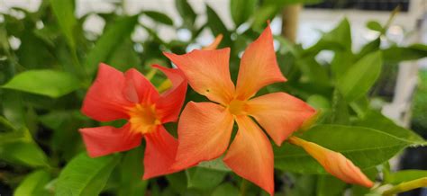 Sun Parasol Mandevilla Thrilling Orange Starter Plant, Lot of 2 ...