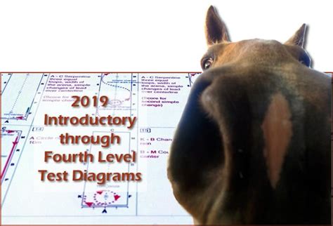 Image result for USDF 1st Level Test 3