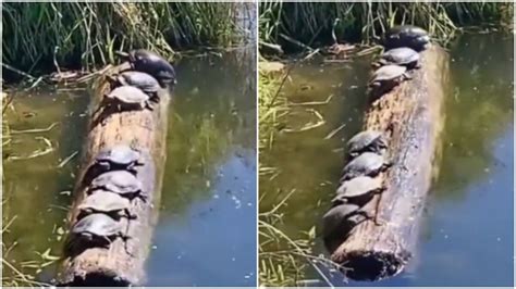 Viral video of seven turtles balancing themselves on a log has 8 ...