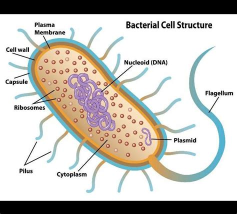 what is plasmid? or define plasmid - Brainly.in