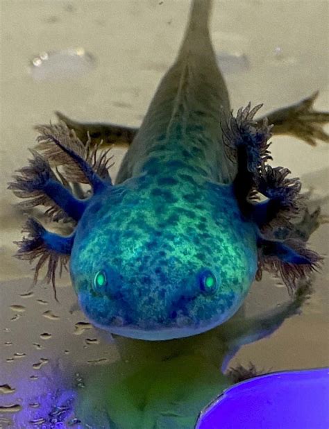 [100+] Cute Axolotl Pictures | Wallpapers.com