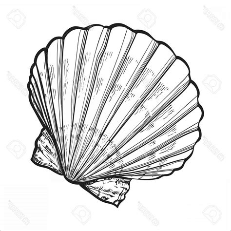Shell Coloring Pages - ColoringBay