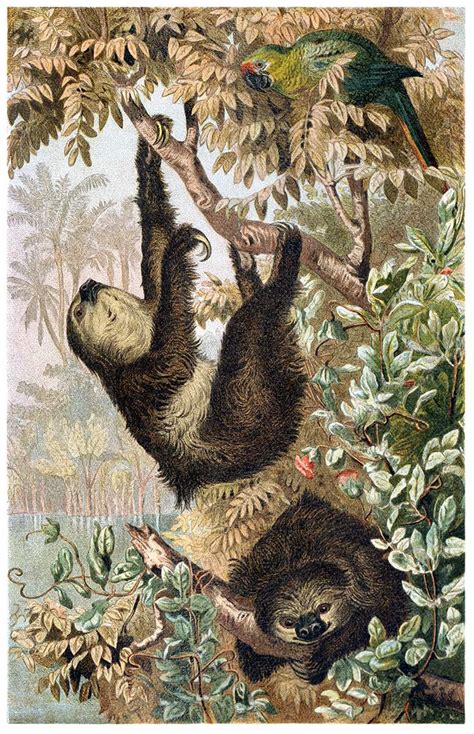 Image result for How to Draw a Two Toed Sloth
