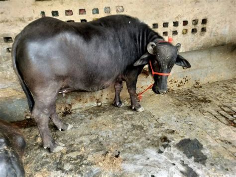 Murrah Buffalo - Black Murrah Buffalo Heifer 6 Month Pregnant Trader ...