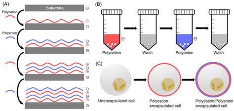Layer-by-Layer Cell Encapsulation for Drug Delivery: The History ...