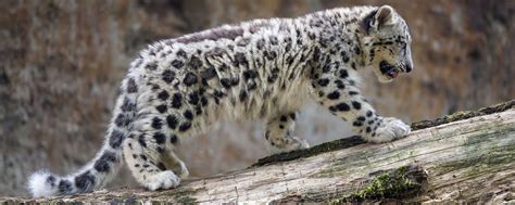 Download wallpaper 2560x1024 snow leopard, cub, animal, big cat, wild ...