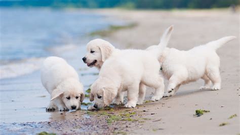 Cute Golden Retriever Puppies Wallpaper (56+ images)