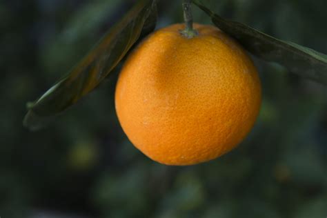 Image result for Exploding Orange Hand Injury