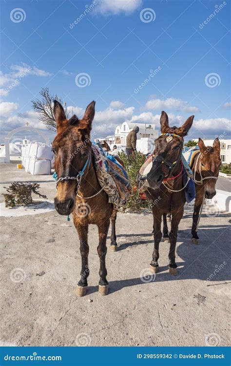 Donkeys walking, Greece stock photo. Image of load, greece - 298559342
