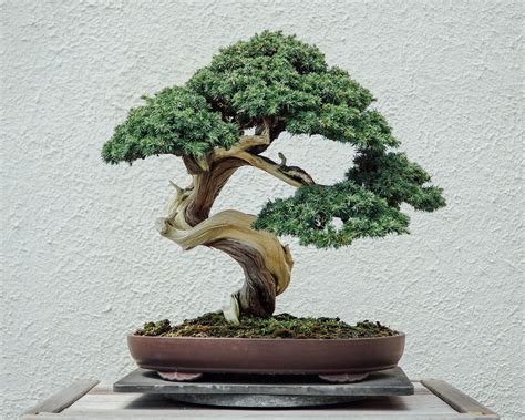How to Grow and Care for a Bonsai Tree