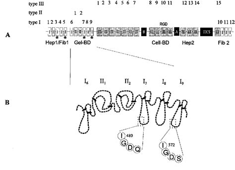 Image result for Fibronectin Molecular Structure