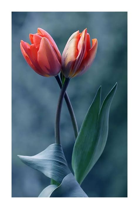 HK PRINTS Flower Wall Poster for Room (12x18 Inch, 300 GSM Paper, Gloss ...