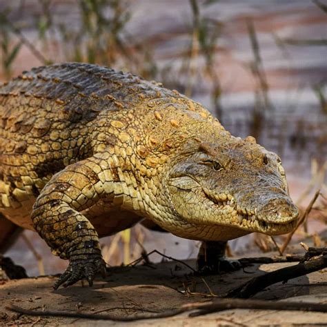 How Fast Can Crocodiles Run