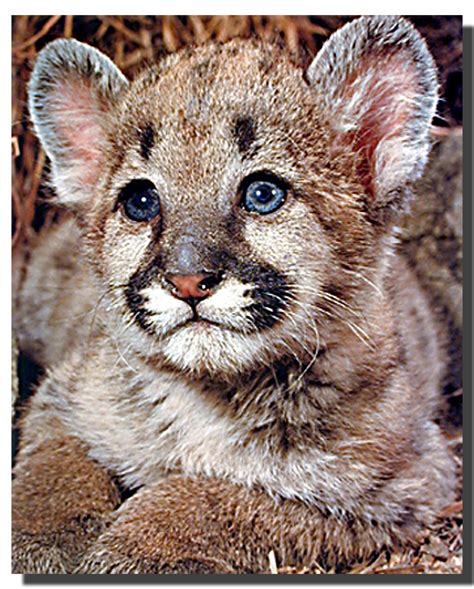 Cute Baby Mountain Lions