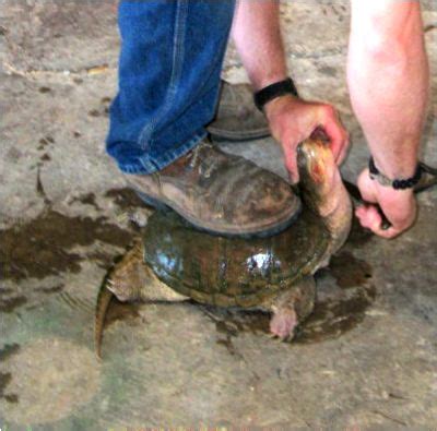 Image result for Snapping Turtle Cleaning