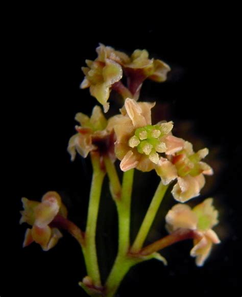 Oldest Flower's DNA Decoded to Answer Darwin's 'Abominable Mystery ...
