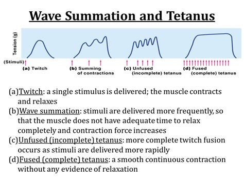 Image result for Wave Summation Graph