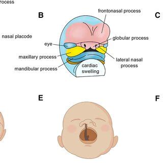 Embryonic Facial Development 的图像结果