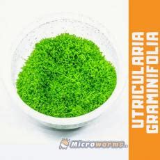 Buy Utricularia Graminifolia Online at Lowest Price in India - www ...