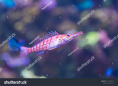 1,078 imágenes de Fish long nose - Imágenes, fotos y vectores de stock ...
