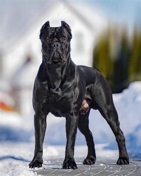 Cane Corso Black Face at Dean Gillbee blog