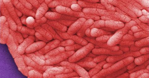Lab notes: Scientists decipher how Salmonella survives in human cells