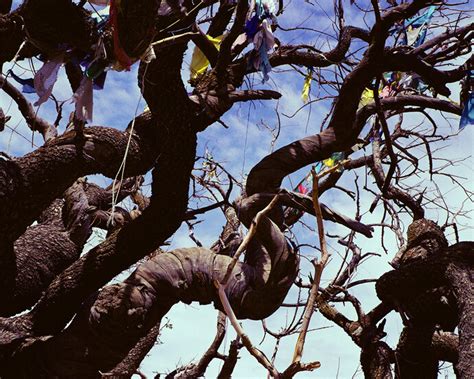 Marissa Roth, 1,000 year-old Cypress tree with prayer flags, considered ...