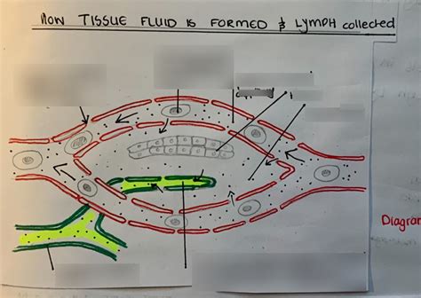 Image result for How Is Lymph Formed