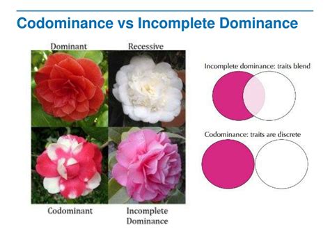 PPT - Other Patterns of Inheritance PowerPoint Presentation, free ...