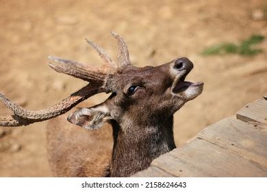 Python Mouth Open Deer 的图像结果