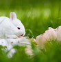 Image result for Bing Bunny JPEG-image