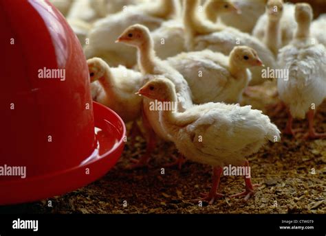 Image result for Brooder House Types