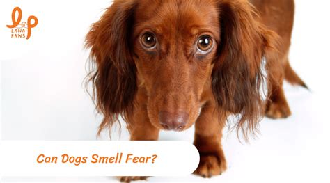 Can Dogs Feel Fear l Lana Paws Blog