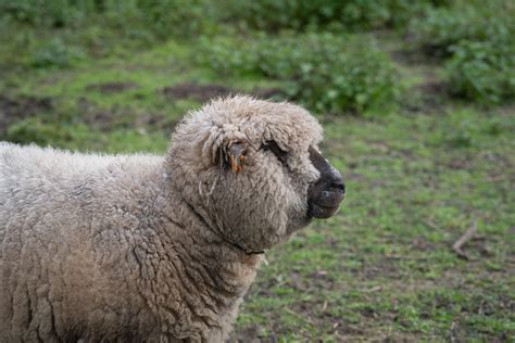 Sheep, Hampshire, Mammal Free Stock Photo - Public Domain Pictures