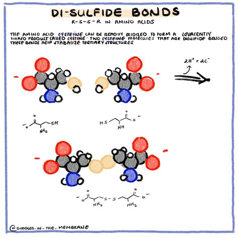 Glycolysis infographic dhap to 1 3 bisphosphoglycerate – Artofit