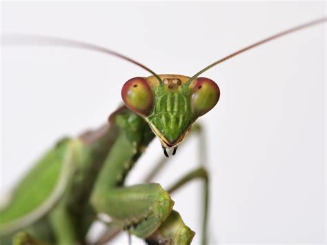 Image result for Praying Mantis