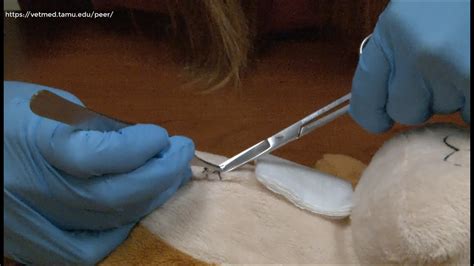 Removing Sutures Step by Step 的图像结果