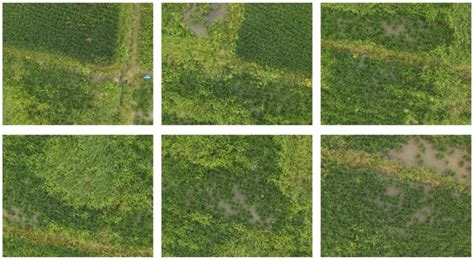 Real-Time Identification of Rice Weeds by UAV Low-Altitude Remote ...