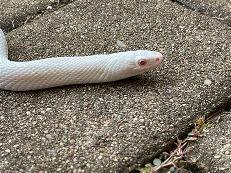 Blizzard Palmetto Corn Snake by Nirvana Reptiles - MorphMarket