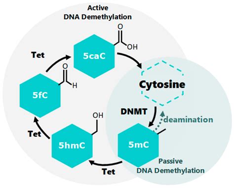 Insect Epigenetic Mechanisms Facing Anthropogenic-Derived Contamination ...