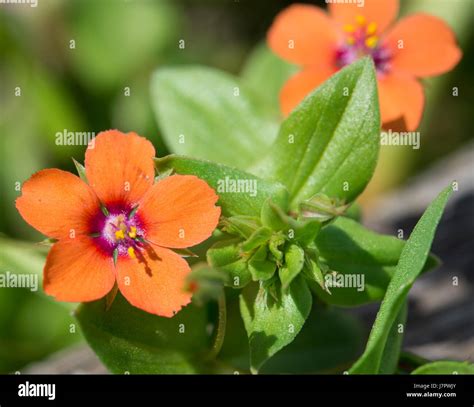 Scarlet pimpernel flower hi-res stock photography and images - Alamy