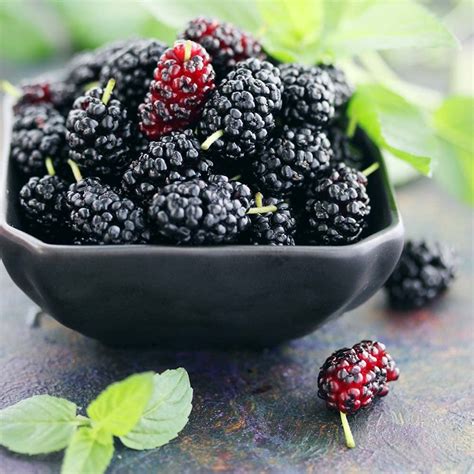 Countgreen Plus Organic Mulberry (Sehtut) Non-GMO Plating 100 Fruit ...