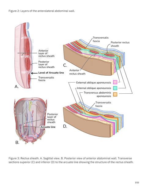 SOLUTION: Anatomy of the anterolateral abdominal wall - Studypool
