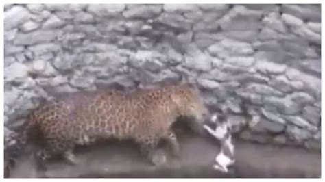 Leopard falls into well while chasing a cat. Viral video shows what ...