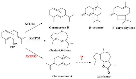Cloning and Functional Characterization of Two Germacrene A Oxidases ...