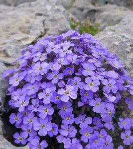 VibeX ® XLR-120 Creeping Thyme Ground Cover Seeds Seed Price in India ...